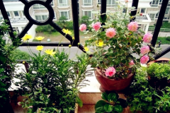 <b>室內風水適合擺放什么植物？</b>